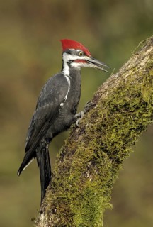 Pileated Woodpecker (Dryocopus pileatus), British Columbia, Canada