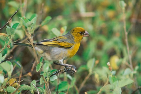 Nihoa Finch, Telespiza ultima, Hawaii, Nihoa, Hawaiian Honeycreeper, Endangered species