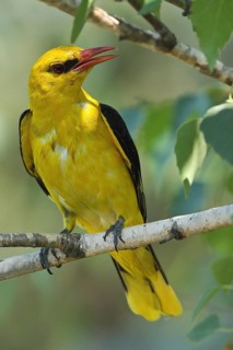 Eurasian Golden Oriole (Oriolus oriolus) male singing, Bulgaria