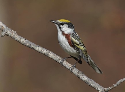 Chestnut-sided Warbler (Setophaga pensylvanica), Michigan, USA