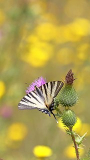 Sail butterfly (Iphiclides podalirius), on a flower of a field thistle (Cirsium arvense), in a