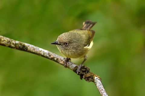 Mountain Thornbill (Acanthiza katherina), Queensland, Australia