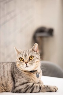 A charming British Shorthair cat with distinctive folded ears and striking yellow eyes lounges