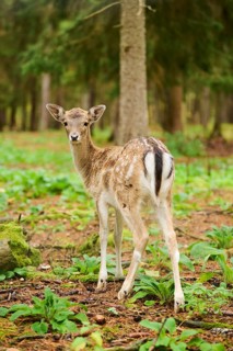 European fallow deer (Dama dama) fawn standing in a forest, Bavaria, Germany