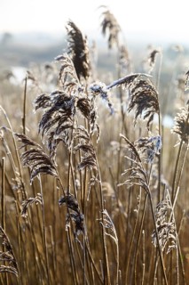Panicles of reed (Phragmites australis) with hoar frost, Norderney, Lower Saxony, Germany