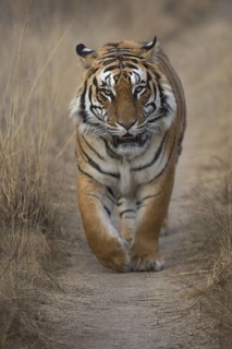 Bengal Tiger (Panthera tigris) male walking on trail, captive, Philippolis, South Africa