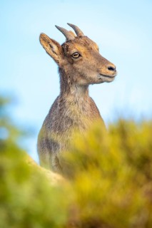 The Iberian ibex, or Spanish ibex, gazes calmly amidst its natural mountain surroundings. This wild