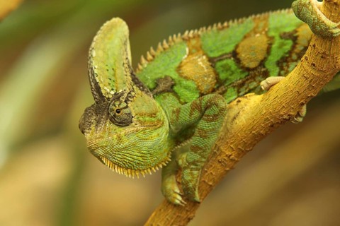 Yemen chameleon (Chamaeleo calyptratus), captive