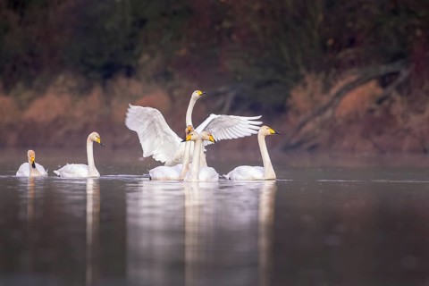 Whooper Swan (Cygnus cygnus), Saxony-Anhalt, Germany