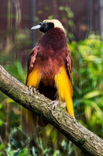 Raggiana Bird-of-paradise (Paradisaea raggiana), adult male bird perched on a branch, sunbathing