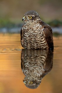Eurasian Sparrowhawk (Accipiter nisus) male, Utrecht, Netherlands