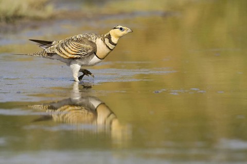 Pin-tailed Sandgrouse (Pterocles alchata) male, Castile-La Mancha, Spain