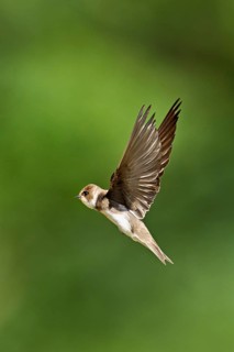 Sand martin (Riparia riparia), in flight, Reussegg nature reserve, Canton Aargau, Switzerland
