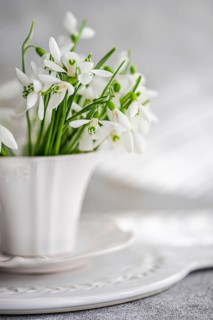 A delicate composition features a cluster of fresh snowdrops elegantly arranged in a white ceramic