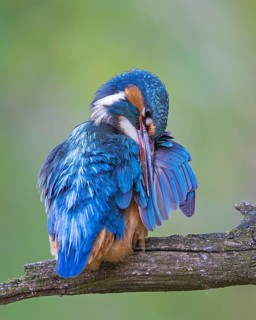 Common Kingfisher (Alcedo atthis) female preening, perched on a branch, Saxony-Anhalt, Germany