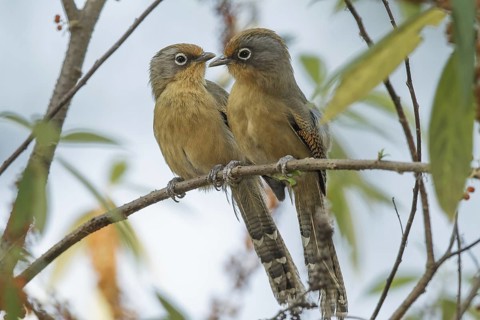 Spectacled Barwing (Actinodura ramsayi), Doi Lang, Thailand