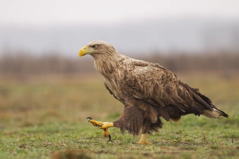 White-tailed Eagle (Haliaeetus albicilla) walking, Subotica, Hungary