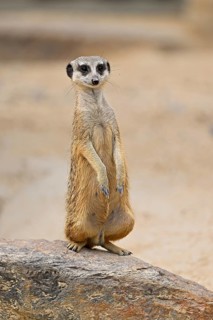 Meerkats (Suricata suricatta), alert, captive, Switzerland