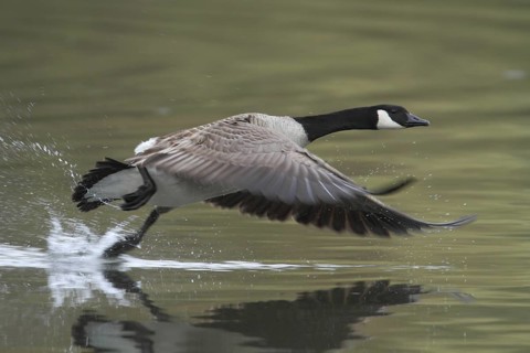 Canada Goose (Branta canadensis) flying, North Rhine-Westphalia, Germany