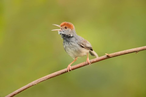 Cambodian Tailorbird (Orthotomus chaktomuk) male singing, perched on a branch, Phnom Penh, Cambodia
