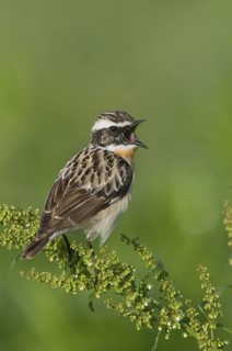 Braunkehlchen (Saxicola rubetra) Whinchat