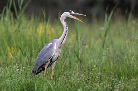 Grey Heron (Ardea cinerea) calling, Subotica, Serbia
