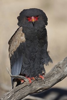 Bateleur (Terathopius ecaudatus), Northern Cape, South Africa