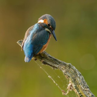 Kingfisher (Alcedo atthis) sitting on an old branch, perch and looking for prey, Lower Saxony,