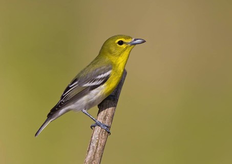 Yellow-throated Vireo (Vireo flavifrons), Ohio, USA
