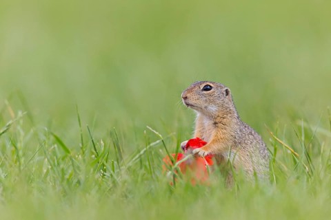 European ground squirrel, (Spermophilus citellus), Schlichtziesel, animals, mammals, family of