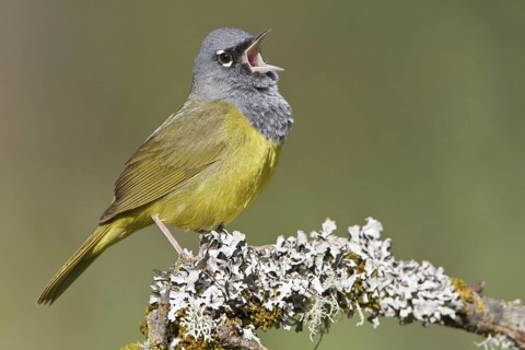 MacGillivray's Warbler (Geothlypis tolmiei) singing, British Columbia, Canada