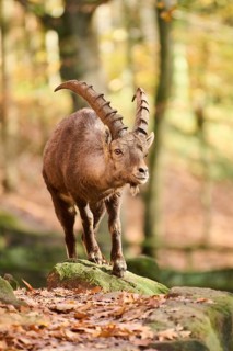 Alpine ibex (Capra ibex) male standing on a rock in autumn, Bavaria, Germany