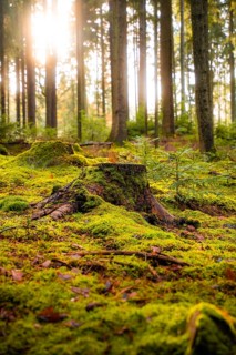 Rays of light illuminate a moss-covered tree stump in the forest, Calw, Black Forest, Germany