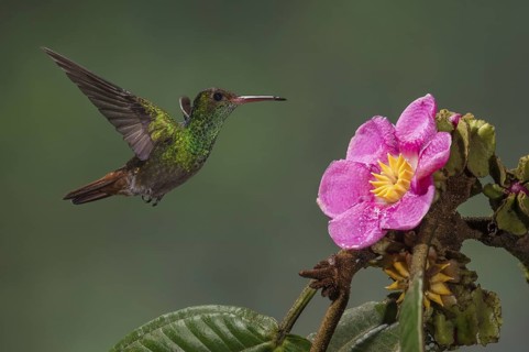 Rufous-tailed Hummingbird (Amazilia tzacatl), Costa Rica