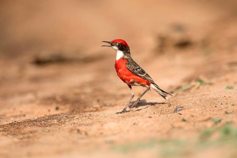 Crimson Chat (Epthianura tricolor) male perched on the ground, Victoria, Australia
