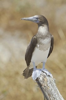 Blue-footed Booby (Sula nebouxii), Ecuador