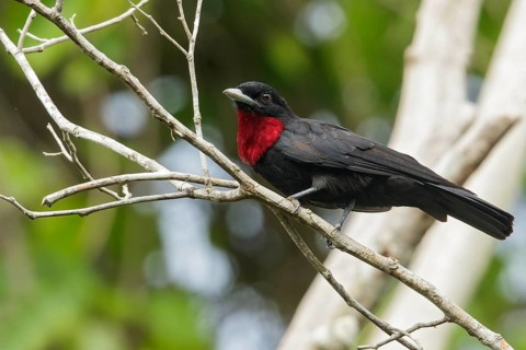 Purple-throated Fruitcrow (Querula purpurata) perched on a branch in the rainforest of Guyana