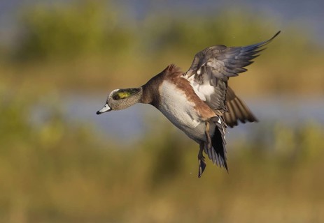 American Wigeon (Mareca americana) male flying, Florida, USA