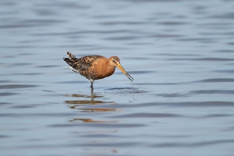 Black tailed godwit (Limosa limosa) adult male wading bird in summer plumage feeding in a lagoon,