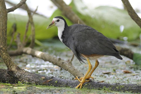 White-breasted Waterhen (Amaurornis phoenicurus), Sri Lanka