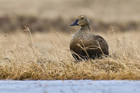 King Eider (Somateria spectabilis) female, Alaska, USA