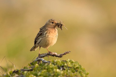 Red-throated Pipit (Anthus cervinus) with insects in its beak, Norway
