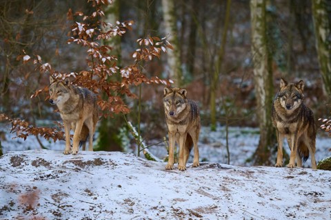 Three wolves attentively watching something in the snow-covered forest, winter, wolf (Canis lupus),