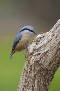 Eurasian Nuthatch (Sitta europaea), Berlin, Germany