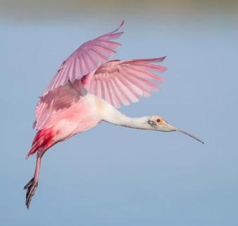 Roseate Spoonbill (Platalea ajaja) flying, Florida, USA