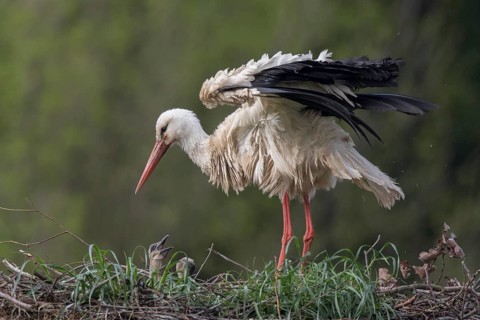 White Stork (Ciconia ciconia) with chicks in nest, North Rhine-Westphalia, Germany