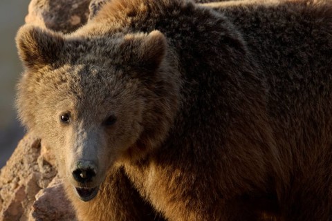 A close up image of a brown bear standing among rocks in its wild sanctuary, captured in warm, soft