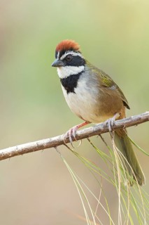 Collared Towhee (Pipilo ocai) perched on a branch in Oaxaca, Mexico