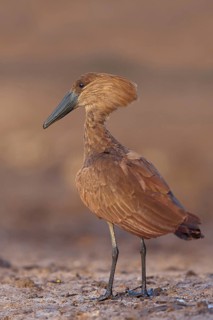 Hammerhead, Hammerhead, Hamerkop, (Scopus umbretta), Ombrette africaine, Avemartillo, Shadebird,