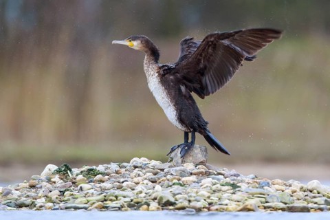 Great Cormorant (Phalacrocorax carbo) flapping wings, North Rhine-Westphalia, Germany